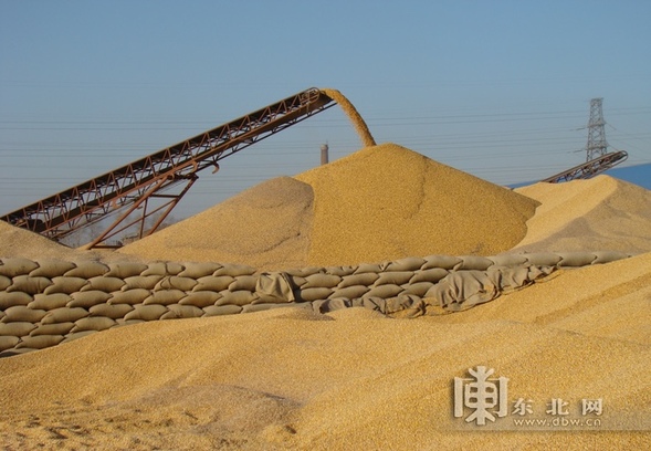 黑龙江省粮食收购圆满收官 入统企业累计收购1168亿斤，筑牢大国粮仓
