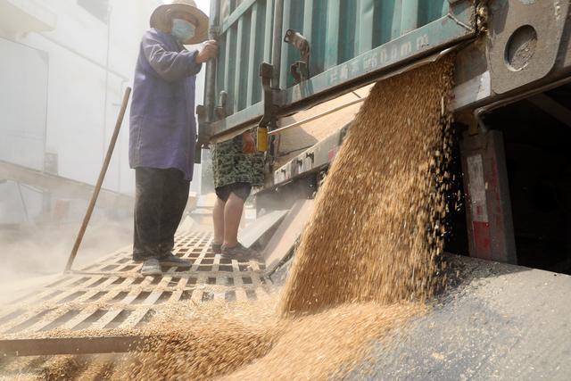 颗粒归仓稳粮安——全国夏粮小麦收购量超1700万吨的背后