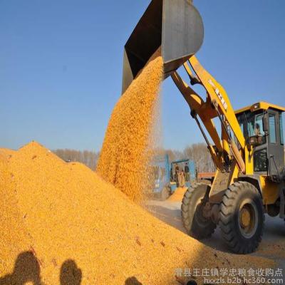 玉米芯收购 玉米收购 收购玉米小麦